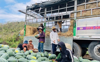 Giá dưa hấu lao dốc, nông dân Gia Lai lao đao
