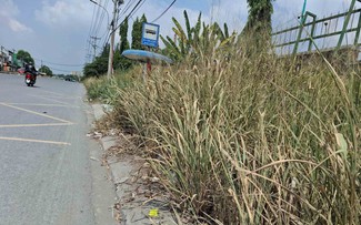 Vỉa hè bị cây cỏ bao trùm