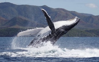 Cá voi đực càng lớn tuổi càng dễ chinh phục bạn tình nhờ hát hay