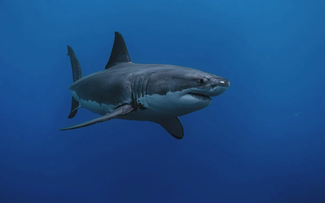 Mỹ: Cá mập trắng lớn chưa từng thấy xuất hiện gần bãi tắm đông khách