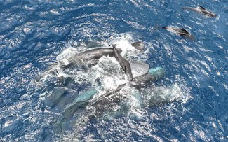 Siêu hiếm thấy cảnh bầy cá voi 'đỡ đẻ' cho đồng loại