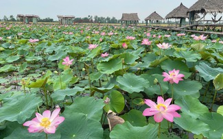 Ít ai ngờ: Cánh đồng sen bình dị kiếm trăm triệu đồng/năm nhờ ý tưởng này