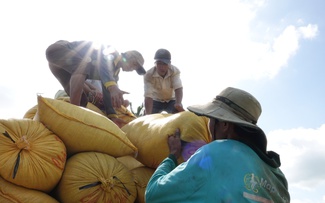 Philippines nhập khẩu kỷ lục, giá gạo Việt Nam tăng mạnh