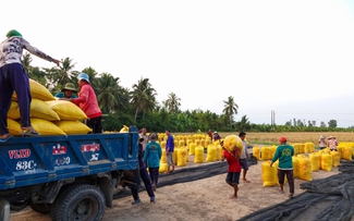 Đội nắng vác lúa mùa gặt, lao động miền Tây 'ai mệt thì anh em đỡ cho'