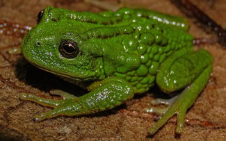 Phát hiện loài ếch cõng trứng trên lưng