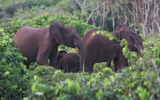 Triệu phú Mỹ đi săn thú bị voi giẫm chết