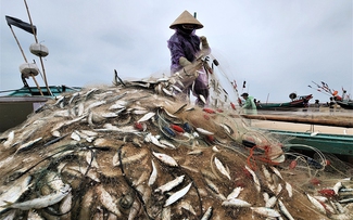 Mùa lộc biển: Săn 'bạc xanh' trên sóng biển