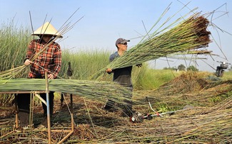 Cỏ bàng Đức Lập: Sợi cỏ thân thiện môi trường nhưng người trồng ngày càng chật vật