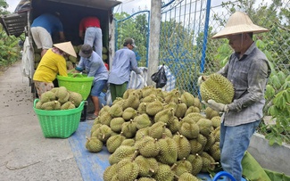 Đồng Tháp kiến nghị 'gỡ vướng' xuất khẩu sầu riêng sang Trung Quốc