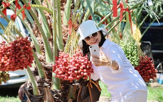 Giữa trung tâm Phan Rang có vườn chà là trĩu quả rộng hơn 2.000 m²