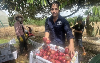 Mã số vùng trồng đưa nông sản Gia Lai chinh phục thị trường tỉ đô