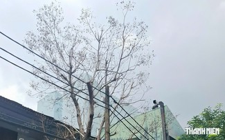 Cây chết khô
