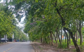 Cây xanh choán tầm nhìn