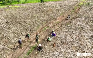 Cá từ biển lên rừng: Lính giữa rừng mong xe chở cá