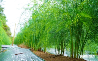Trồng măng tây trên vùng cát ven biển, nông dân có tiền 'rủng rỉnh' mỗi ngày
