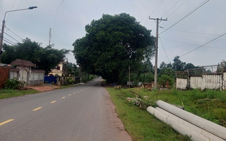 Tán cây ảnh hưởng giao thông