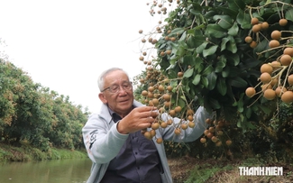 Bất ngờ vườn thanh nhãn tiêu chuẩn GlobalGAP và VietGAP của cán bộ hưu trí miền Tây