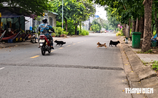 Chó vẫn thả rông khắp khu dân cư Cát Lái, có bé gái bị rượt vào tận nhà sách