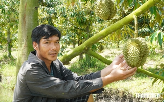 Nông sản ĐBSCL muốn sang Trung Quốc phải qua 4 ‘bộ lọc’ Nông sản ĐBSCL muốn sang Trung Quốc phải qua 4 ‘bộ lọc’