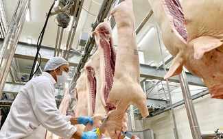Quản lý giết mổ tại Hà Nội: Bài học từ sự đồng bộ và tầm nhìn quy hoạch Quản lý giết mổ tại Hà Nội: Bài học từ sự đồng bộ và tầm nhìn quy hoạch