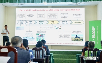 Nông dân Đồng Tháp thử cách làm lúa ít nước, không đốt rơm