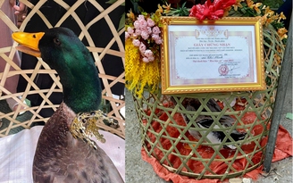 Độc lạ: Lạng Sơn lần đầu trao giải 'hoa hậu vịt'
