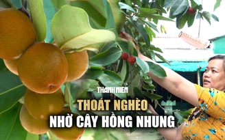 Người phụ nữ Khmer thu gần trăm triệu mỗi năm nhờ ươm cây, bán trái hồng nhung