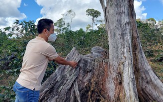 Ban Nội chính Tỉnh ủy Kon Tum yêu cầu báo cáo 11 dự án làm mất rừng