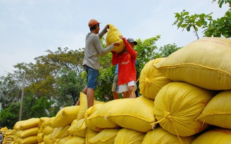 Ấn Độ xuất hơn 1 triệu tấn gạo cho 7 nước, gửi đi thông điệp gì?
