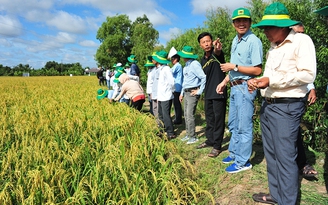 Tăng lợi nhuận nhờ trồng 'lúa xanh'