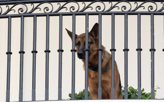 Cắn người, chó cưng của Tổng thống Biden bị đưa khỏi Nhà Trắng
