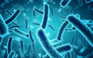 Vụ ngộ độc sau đêm Trung thu: Vi khuẩn Salmonella nguy hiểm như thế nào?
