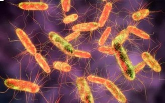 Vụ ngộ độc sau đêm trung thu: Vi khuẩn Salmonella thường gặp trong thực phẩm nào?