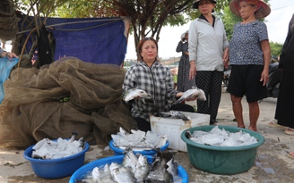 Hà Tĩnh: Cá nuôi lồng bè trên sông Nghèn chết hàng loạt