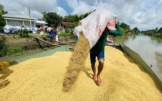 Giá gạo Việt Nam vượt Thái Lan gần 100 USD/tấn