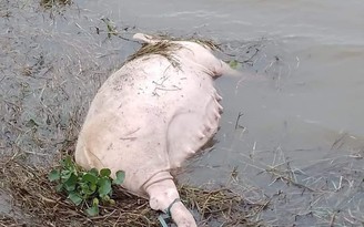 Quảng Trị: Vứt lợn bệnh ra môi trường, bị phạt 5 triệu đồng