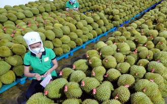 Sầu riêng lên ngôi, nhiều nông sản thất thế