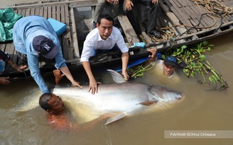 Thêm một con cá khổng lồ vừa được trả về lại dòng sông Mekong