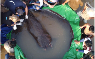 Guinness công nhận con cá đuối khổng lồ ở sông Mekong lớn nhất thế giới