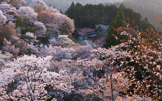 Nên tới Nhật Bản thời điểm nào để ngắm hoa anh đào nở rộ?
