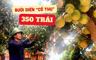 Thăm vườn bưởi Diễn ‘cổ thụ’ bạc tỉ, có một không hai ở Hưng Yên