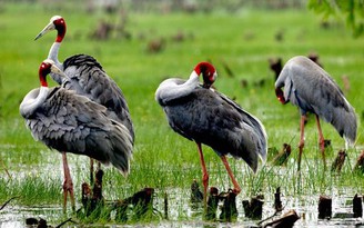 Cuối năm về Đồng Tháp ngắm hoa, hòa mình vào thiên nhiên ở vườn quốc gia