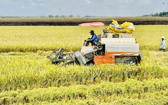 Gạo Thái tăng tốc, bám sát giá gạo Việt