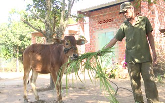 Kon Tum: Bức xúc vì được cấp bò giống 'nhỏ như con bê'