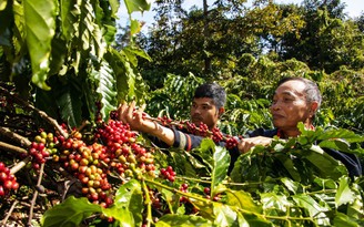 Nông sản trúng giá, nông dân thắng lớn