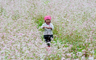 Đến Điện Biên tận hưởng vẻ đẹp nao lòng mùa hoa khoe sắc 