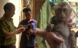 Người dân TP.HCM gọi video cho kiểm lâm nhờ hướng dẫn bắt khỉ vào nhà