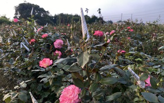 Hoa hồng Tây Tựu ‘đội’ giá gấp 3 lần sát ngày  Valentine