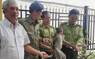 Kiểm lâm bắn gây mê thành công con khỉ quấy phá người dân tại quận 7