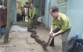 TP.HCM: Người dân bàn giao trăn “khủng” cho kiểm lâm thả về tự nhiên